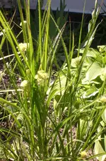 Garten 05 2012 2 010.webp