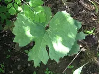 IMG_8369_800x600.webp