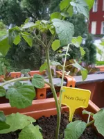 Micro Cherry 1.webp