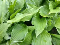 Hosta.webp