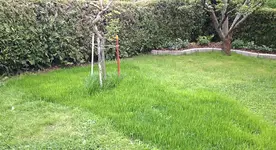 Rasen1.webp