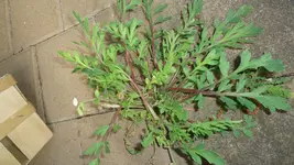DSC01274.webp