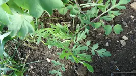 DSC01273.webp