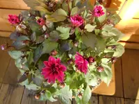 grill und garten 033.webp