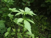 BILD1396.webp