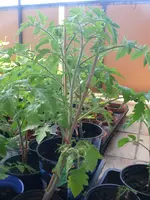 Tomaten1.webp
