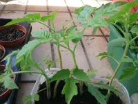 Tomaten2.webp
