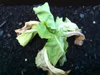 salat.webp