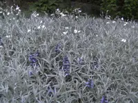 BILD1370.webp