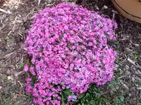 IMG_20120514_105911[1].webp
