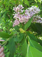 20120514162917.webp 20120514162917.webp