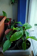 große Cannablätter.webp