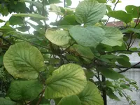 DSCF5874.webp