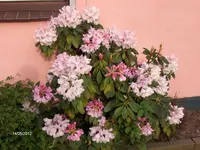 HPIM7619.webp