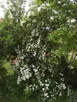 HPIM7609.webp