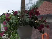 HPIM7591.webp