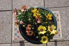 DSC_0218.webp