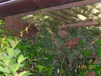 Amselnest 100_0901 (Medium).webp