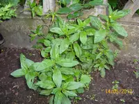 Unkraut 100_0903 (Medium).webp