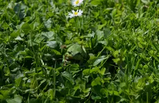 Laubfroschn0.webp