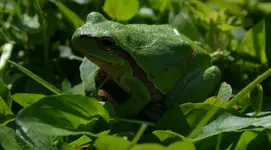 Laubfroschn.webp