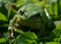 Laubfroschn1.webp