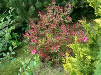 Jetzt komme ich_Mini-Rhodo.webp
