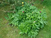 Duftende Päonie - Kugeldistel.webp
