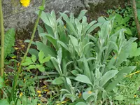 Lichtnelke mit Sämlingen.webp