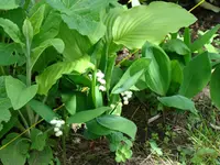 Maiglöckchen-Herzlilie-Waldfingerhut.webp