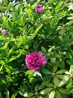 Strauchpäonie.webp