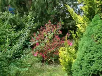 Zwerg- Rhodo in der Westflanke.webp