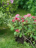 Ostflanke.webp