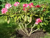 Rhododendron.webp