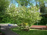 Zweite Blüte 2012 - unsere Magnolie.webp