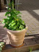 Nach der erfrorenen Rose.webp