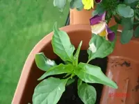 GEDC1322.webp