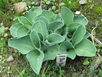 IMG_blue mouse ear_1024x768.webp