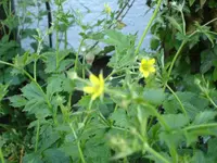 garten2a.webp
