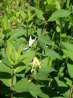 garten5a.webp