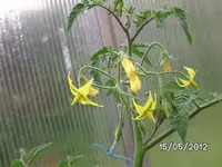 BILD0136.webp