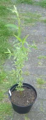Unbekannt1_1.webp