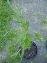 Unbekannt1_2.webp