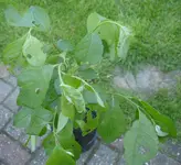 Unbekannt2_2.webp
