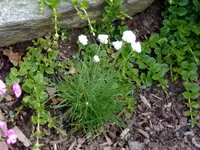 grasnelke weiss.webp