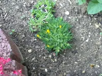 mittagsblume gelb.webp