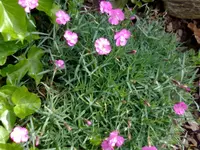 nelke rosa.webp