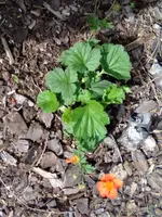 nelkenwurz orange.webp