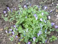 teppichglockenblume.webp
