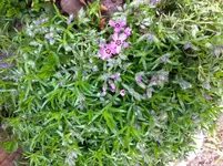 teppichphlox rosa-weiss.webp